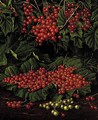 Red currants - Levi Wells Prentice