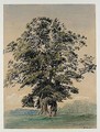 Study Of A Tree In Blenheim Park - William (Turner of Oxford) Turner