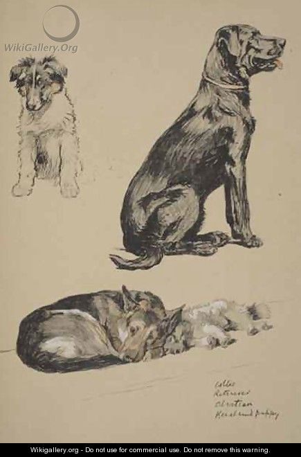 Collie, Retriever, Alstian and Keeshund Puppy - Cecil Charles Aldin