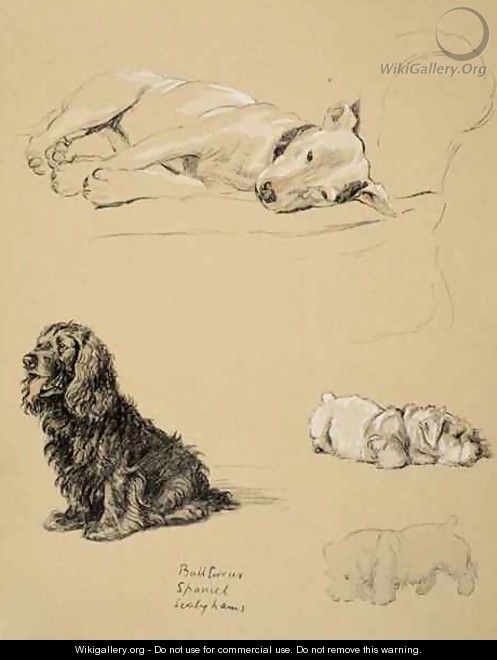 Bull-Terrier, Spaniel and Sealyhams - Cecil Charles Aldin