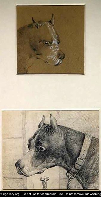 Head and shoulders of a boxer dog - Henry Thomas Alken