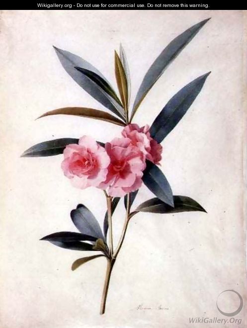 Nerium Oleander (Rose Bay) - Marie Anne