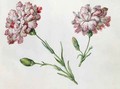 Carnations - Claude Aubriet
