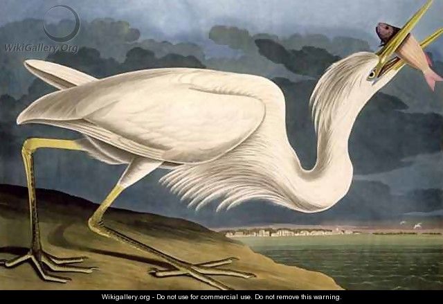 Great White Heron, from 