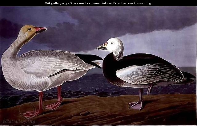 Snow Goose, from 