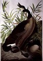 Canada Goose, from 'Birds of America' - (after) Audubon, John James