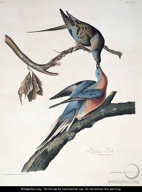 Passenger Pigeon, from 