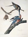 Passenger Pigeon, from 