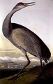 Sandhill Crane, from 'Birds of America' - (after) Audubon, John James