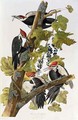 Dryocopus pileatus (Pileated Woodpecker) one adult male and female with two young males - (after) Audubon, John James
