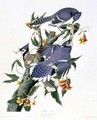 Cyanocitta cristata (Blue Jay) a male and two females - (after) Audubon, John James