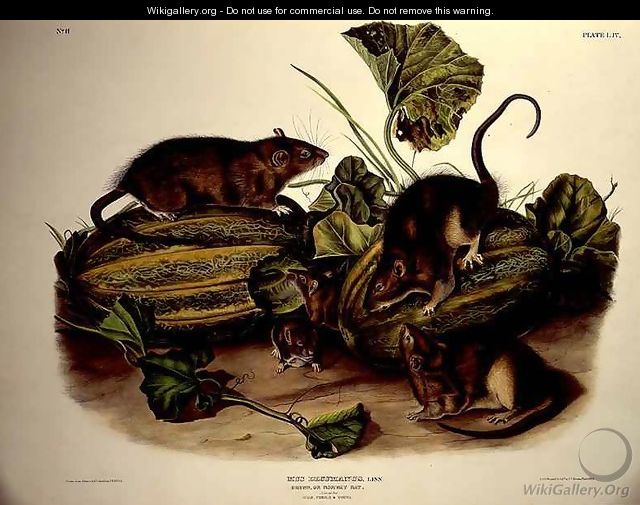 Brown, or Norway Rat - (after) Audubon, John James