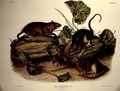 Brown, or Norway Rat - (after) Audubon, John James