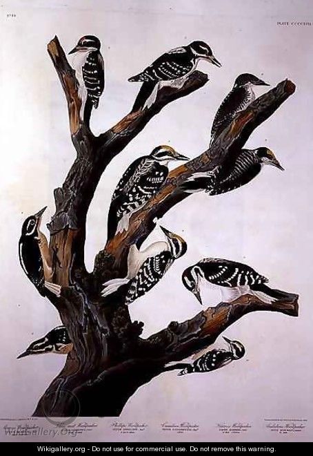 Woodpeckers, from 