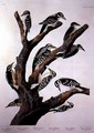Woodpeckers, from 'Birds of America' - (after) Audubon, John James