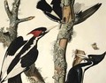 Ivory-billed Woodpecker, from 'Birds of America' - (after) Audubon, John James