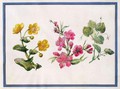 Marsh Marigold, Japonica, Violet - Claude Aubriet