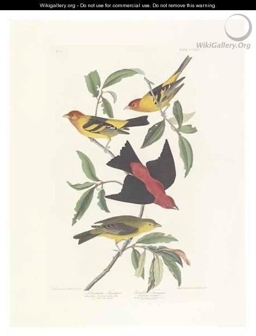 Louisiana Tanager, Scarlet Tanager - (after) Audubon, John James