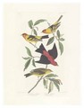 Louisiana Tanager, Scarlet Tanager - (after) Audubon, John James