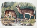 Common or Virginia Deer - (after) Audubon, John James