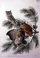Little Screech Owl, from 'Birds of America' - (after) Audubon, John James