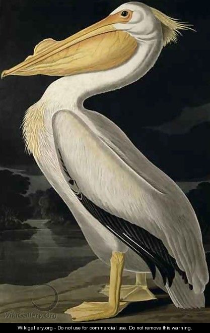 American White Pelican, from 