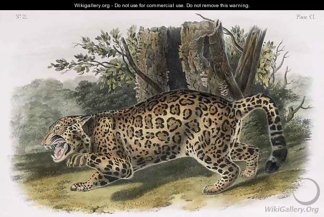The Jaguar - (after) Audubon, John Woodhouse