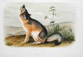 Swift Fox, plate 52 from 'Quadrupeds of North America' - (after) Audubon, John Woodhouse