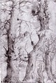 Studies of Trees - Aurelio Luini