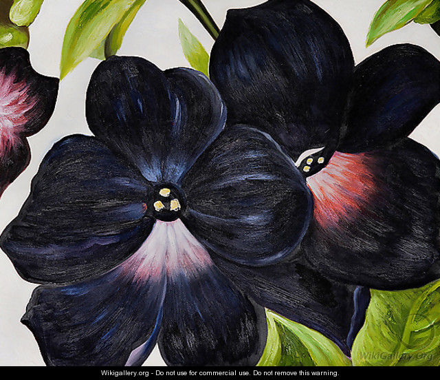 Black and Purple Petunias - Georgia O