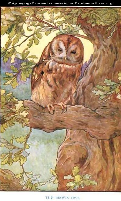 The Brown Owl, illustration from 