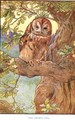 The Brown Owl, illustration from 