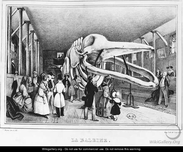 The whale at the Museum of Natural History in Paris - Victor Adam