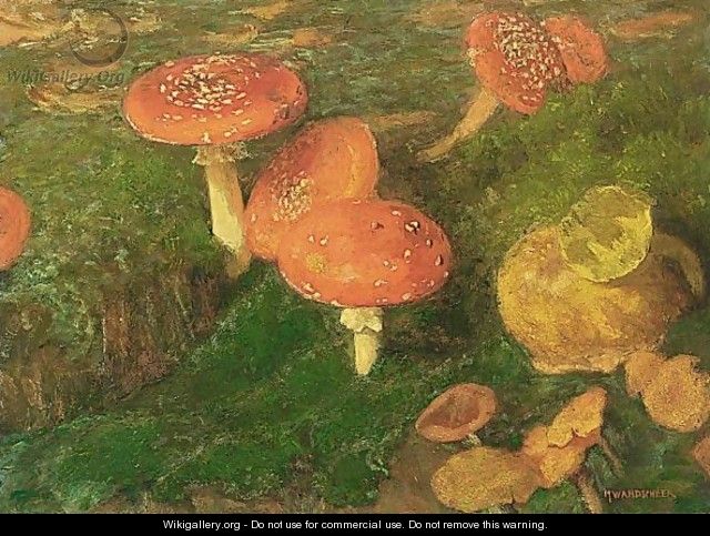 Mushrooms - Marie Wandscheer