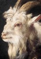 A Study For The Head Of A Goat - (after) Philipp Peter Roos