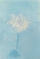 Chrysanthemum - Piet Cornelis Mondrian