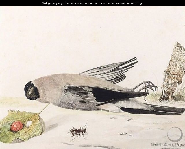 A Bullfinch And A Beetle - Rochus Van Veen