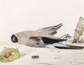 A Bullfinch And A Beetle - Rochus Van Veen
