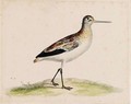 A Black-Tailed Godwit - Pieter the Younger Holsteyn