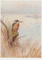A Kingfisher - (after) Archibald Thorburn