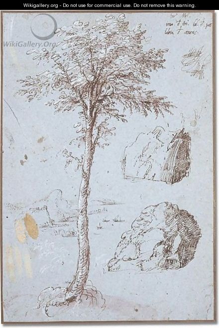 Study of a tree - Gherado Cibo