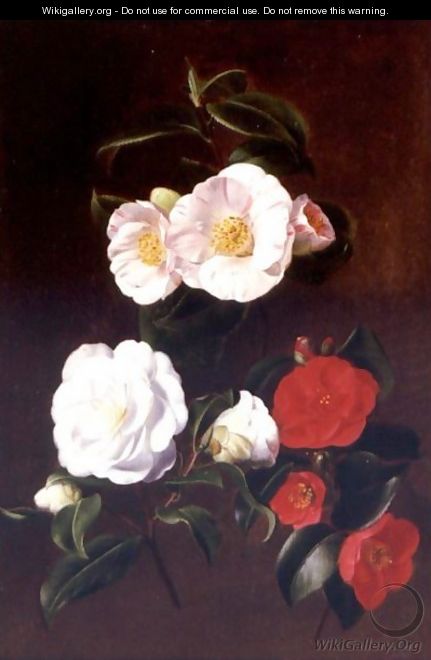 A Study Of Camellias - Antoine Chazal