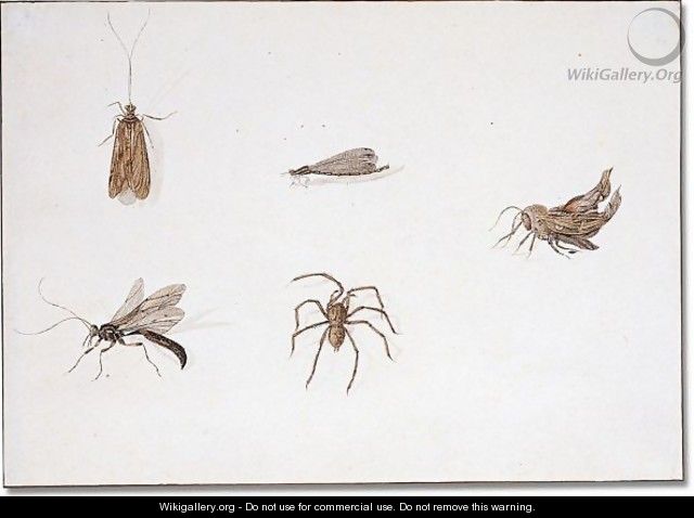 Insects - Pieter Withoos