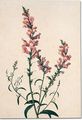 Study of a spray of snapdragons - Pancrace Bessa