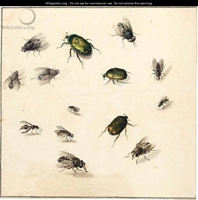 Sheet Of Studies Of Flies And Beetles - (after) Marie Geertruida Snabille