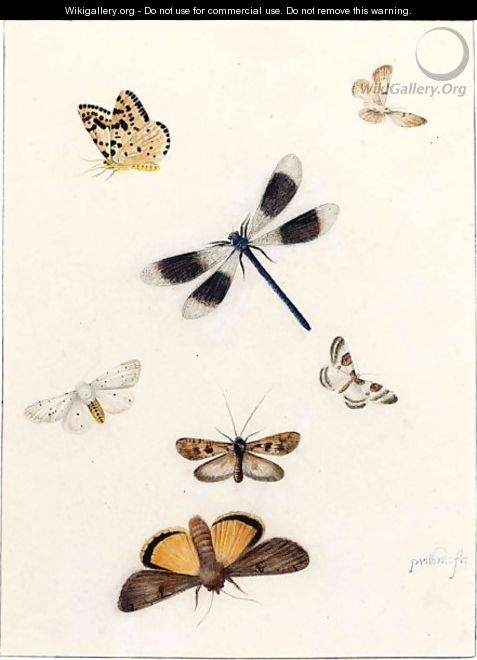 Sheet Of Studies Of Moths And A Dragonfly - Pieter Withoos