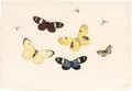 Butterflies And Mosquitos - Pieter Withoos