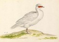 A White Duck - Pieter the Younger Holsteyn