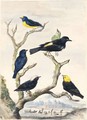 Six South-American Birds - Abraham Meertens