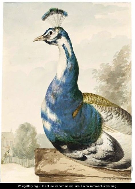 A Peacock - Aert Schouman